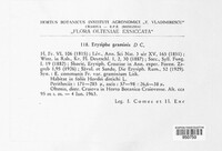 Blumeria graminis image